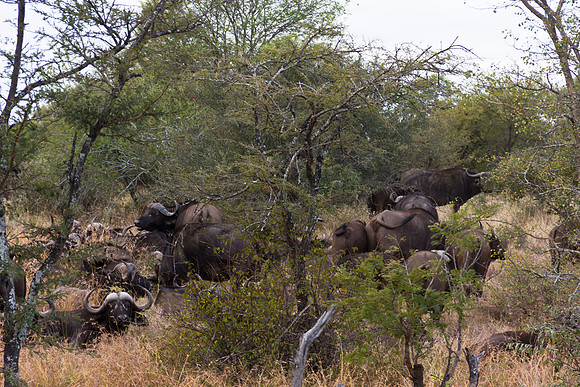 13-06-24_ McD_Africa_560