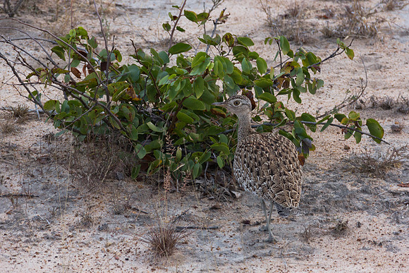 13-06-24_ McD_Africa_567