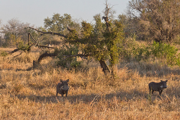 13-06-24_ McD_Africa_593