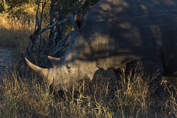 13-06-24_ McD_Africa_580