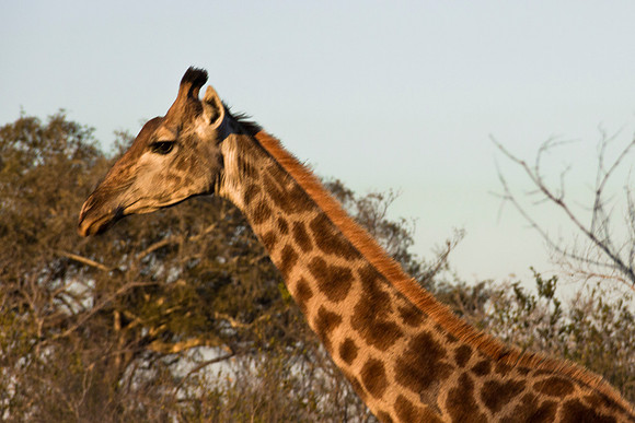 13-06-24_ McD_Africa_600